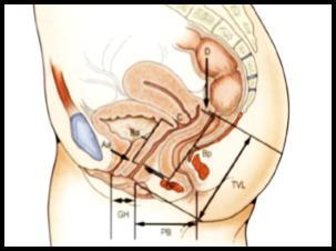 23 o meio do meato uretral. PB Distância entre a linha media posterior do hímen e a abertura anal (Figura 6 e 7) (GONÇALVES, 2012).