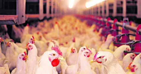 InfoCarne Nro 182 25 de Janeiro de 2019 Frango: apenas 25 plantas habilitadas continuam a exportar para a Arábia Saudita A Associação Brasileira de Proteína Animal (ABPA) afirmou nesta terça-feira