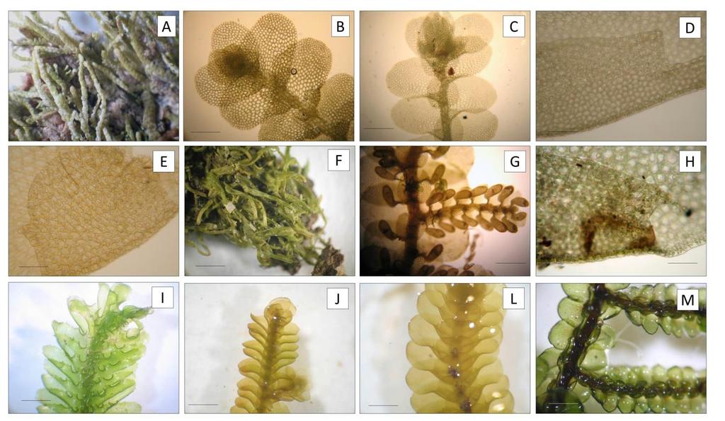 Figura 3: Espécies das famílias mais representativas neste estudo. A: Lejeunea capensis: vista do hábito; B: L. cristulata: detalhe do gametófito; C: L.flava: vista do gametófito; D: C.