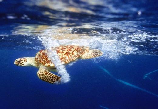 28 A tartaruga cabeçuda tem ocorrência nos mares tropicais e subtropicais de todo mundo e também em águas temperadas, seu habitat é muito variável de acordo com seu ciclo de vida.