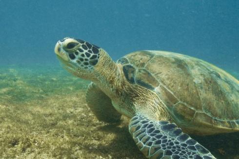 29 (s.d.) define como pontos de desova o litoral norte da Bahia e Sergipe e o litoral sul do Rio Grande do Norte.. 11 Tartaruga Verde (Chelonia mydas) Figura 9 - Tartaruga Verde Fonte: Projeto Tamar.