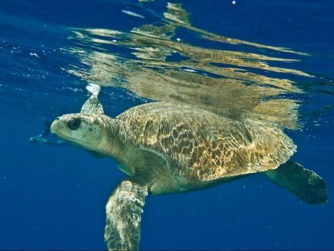 30 Tartaruga Oliva (Lepidochelys olivacea) Figura 10 - Tartaruga Oliva Fonte: Projeto Tamar.