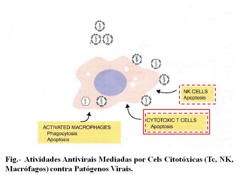 CD8 T cells
