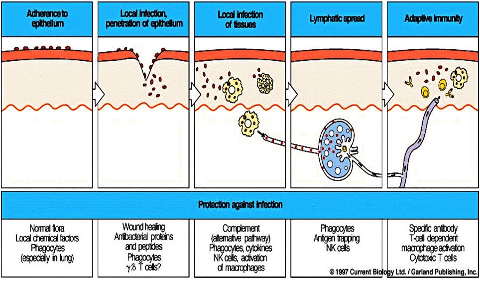 EVASÃO DA AÇÃO DE FÁRMACOS (antibióticos) 6.