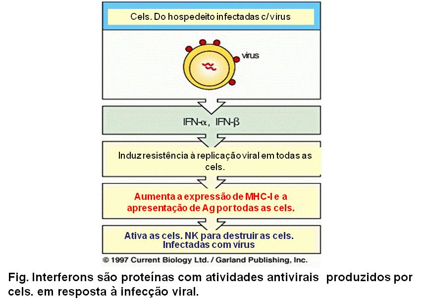 Inflamação - >Adesividade Leucocitária ao