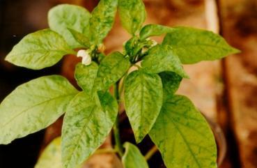 Sintomatologia Sintomas mosaico severo, deformação foliar, nanismo das plantas e redução