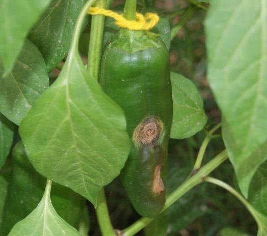 maduros: Casa de vegetação