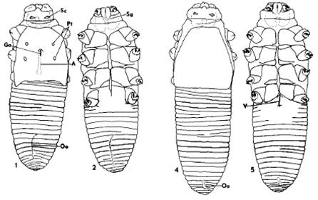2.2.5. Demodex gatoi 2.2.5.1. Morfologia A forma adulta do ácaro D. gatoi tem 108,3 ± 4,4 µm de comprimento na fêmea e 90,6 ± 4,8 µm no macho (Figura 8).