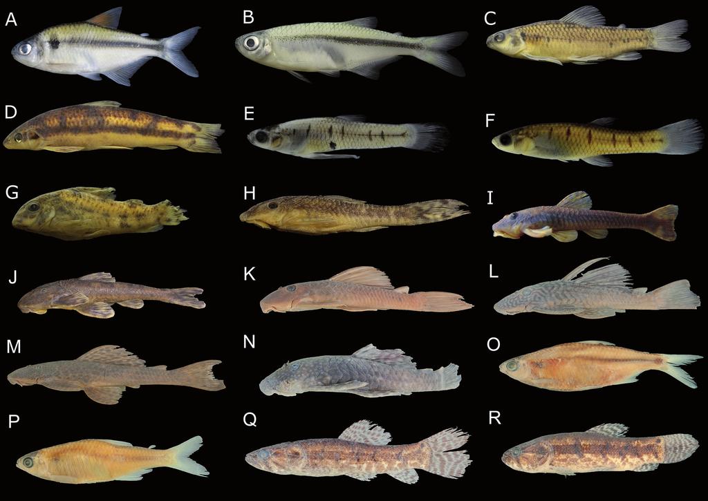 9 Fish fauna from the Ivaí River basin Figure 2. Representative specimens of endemic and new fish species to the Ivaí River basin.