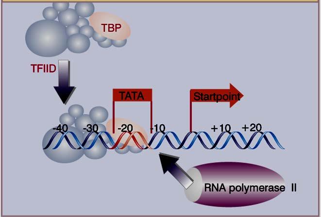 Promotores de genes transcritos pela RNApol II Tata