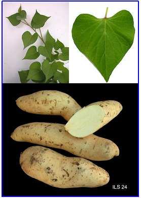 Acessos de batata-doce do banco ativo de germoplasma da Embrapa 19 Acesso ILS-24: Planta vigorosa.