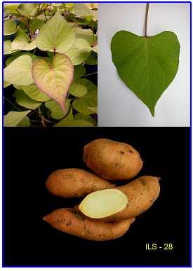20 Acessos de batata-doce do banco ativo de germoplasma da Embrapa Acesso ILS 28: Planta vigorosa.