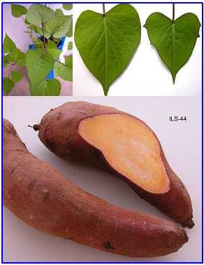 22 Acessos de batata-doce do banco ativo de germoplasma da Embrapa Acesso ILS 44: Planta vigorosa.