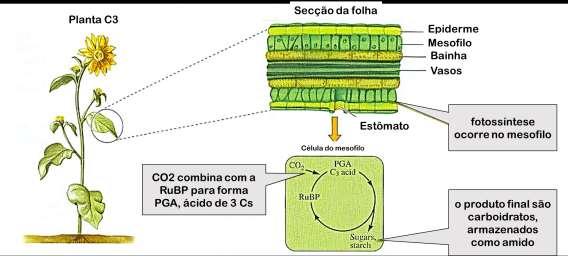 fotossíntese c3 ALTA PERDA DE ÁGUA; BAIXA CAPTAÇÃO E AFINIDADE POR GÁS CARBÔNICO fotossíntese c4 E cam CO2 é