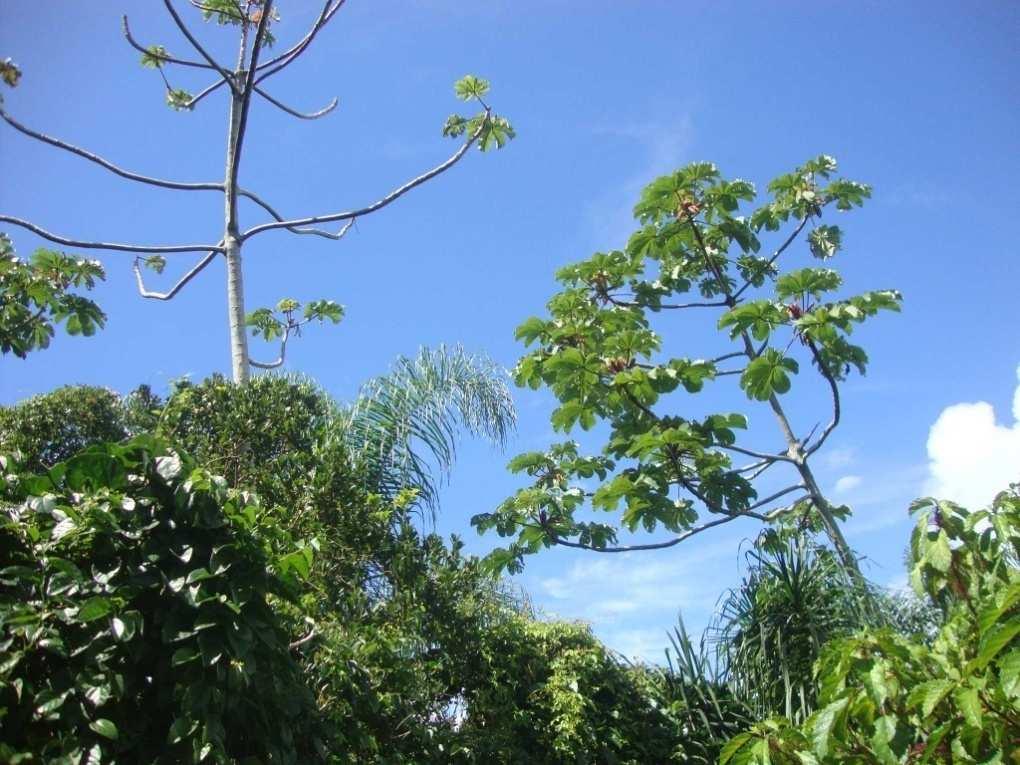 Figura 25 - Vista geral de uma clareira em meio à floresta, com presença de embaúba (Cecropia glaziovii) e coqueiro/jerivá (Syagrus romansoffiana).