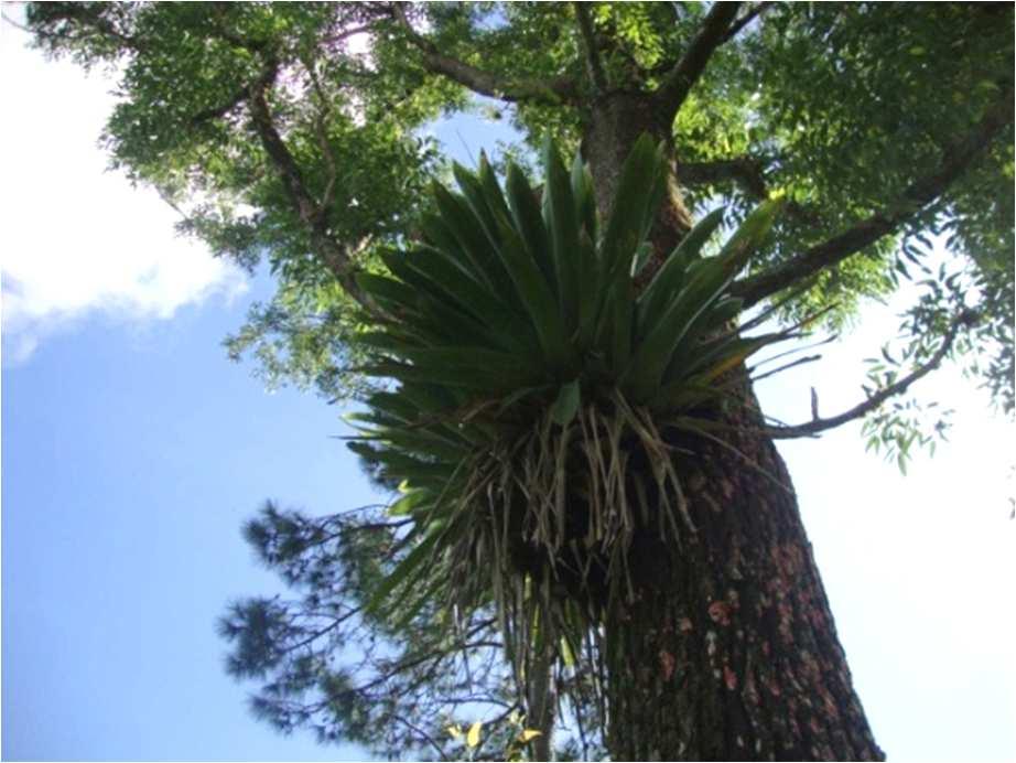 Figura 44 - Vriesea gigantea (Bromeliaceae),