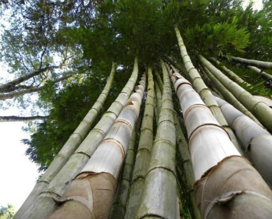 foram citados acima, por isso um profissional qualificado é essencial para o entendimento e escolha do tipo de bambu a ser usado.