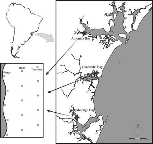 Figure 1-1: Location of studied sites and arrangement of plots in the estuaries of Antonina (A), Babitonga (B), and Guaratuba (G) Bays. Fringe plot; Basin : Intermediary plot; Transition plot.