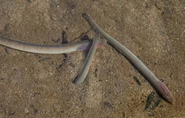Monitorização evolução abundâncias Eficiência de 30% para a lampreia marinha é suficiente?