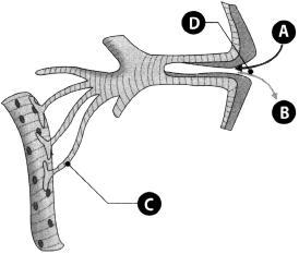 Figura 4 D - Permitem que o sistema circulatório transporte os gases respiratórios. 4.2. Relativamente ao animal representado na figura 5, assinale as afirmações verdadeiras (V) e as falsas (F).