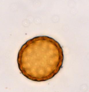 peruiferum (Fabaceae); Schinus terebenthifolius (Anacardiaceae) apresentam atividade antimicrobiana contra E. coli, S. pyogenes, S.