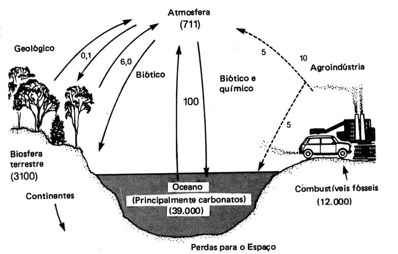 QUESTA0 18 Observe a figura abaixo. Ciclo do Carbono Observando as informações da ilustração acima, é correto afirmar que Fonte: ODUM, E. P. 1985. Ecologia; trad. Cristopher J. Tribe - Ed.