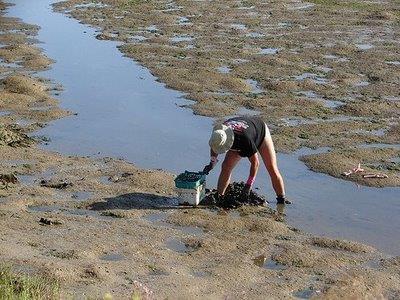 Ex.: bichos de farinha, bivalves em banco de