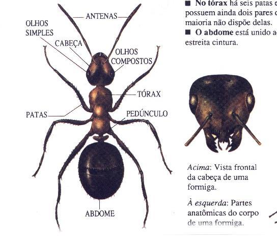 CARACTERÍSTICAS GERAIS Regiões do Corpo: