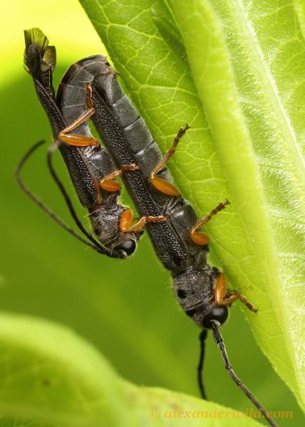 REPRODUÇÃO Órgãos reprodutivos geralmente dióicos, com reprodução sexuada, Pode haver insetos que se reproduzem por partenogênese (há apenas fêmeas),