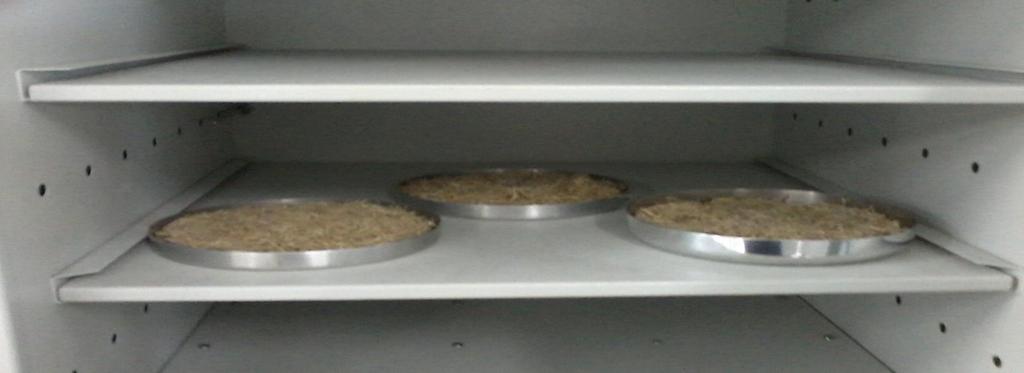 Figura 4. 5 - Secagem do bagaço de cana realizada em estufa (fonte:o próprio). 4.4.3 Secagem em secador convectivo O módulo experimental utilizado na obtenção dos dados cinéticos da secagem convectiva do bagaço de cana-de-açúcar é apresentado na Figura 4.