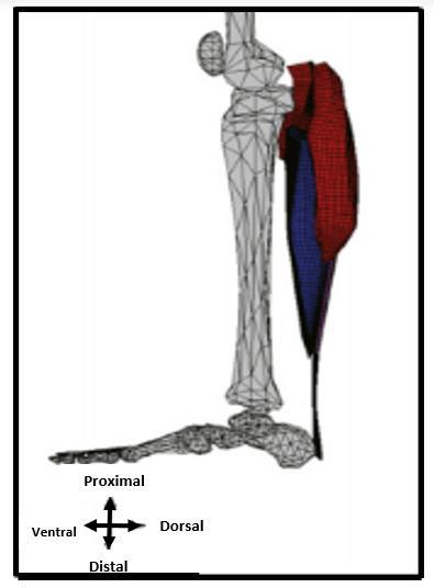 18 Figura 2-2 - Representação simplificada da região inferior da perna. Fonte: RYUTA KINUGASA et al. (2016) 2.