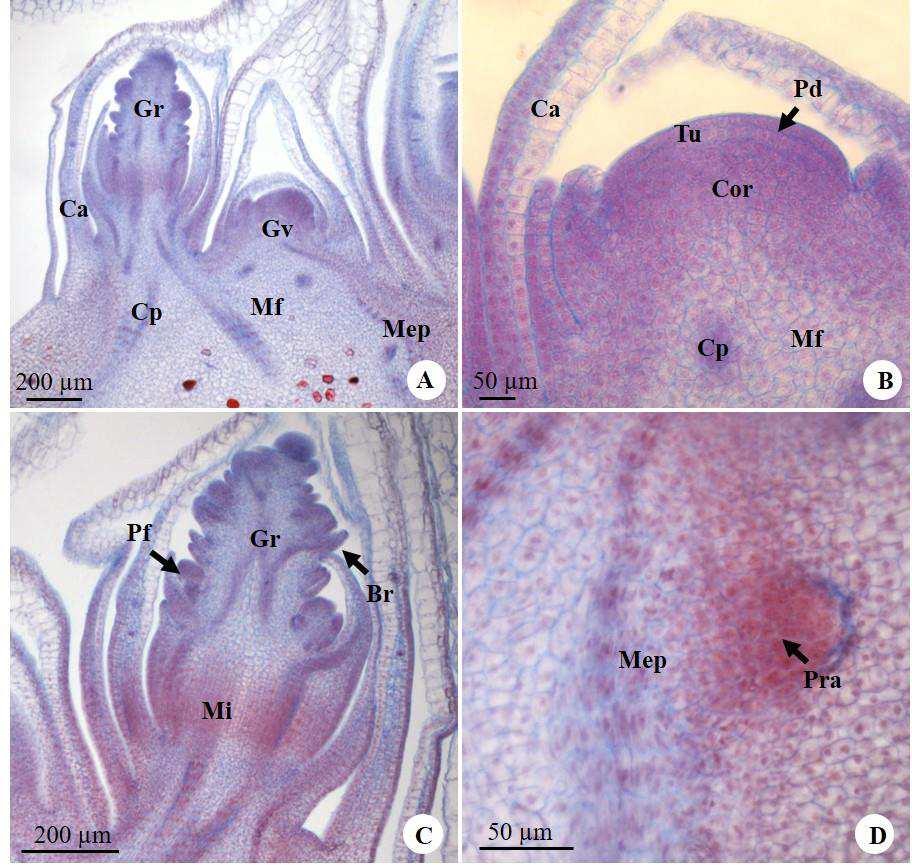 10 Durante a diferenciação do rizoma, a camada mais externa da túnica dá origem à protoderme, e logo abaixo do corpo observam-se os cordões procambiais em meio ao meristema fundamental (Fig. 3B).