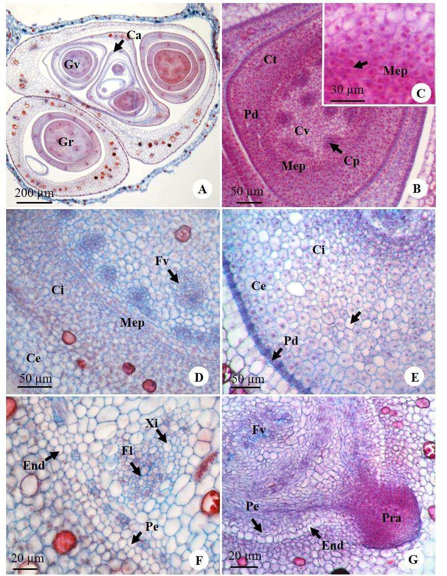 Figura 5 Secções transversais do meristema apical caulinar em desenvolvimento de Eleocharis elongata. A. Gemas vegetativas e reprodutivas envoltas por primórdios de catafilos. B.