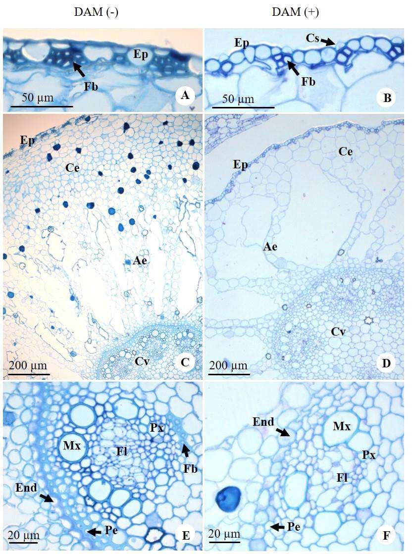 Figura 6 Secções transversais do rizoma adulto de Eleocharis elongata em ambiente DAM (-) e ambiente DAM (+). A-B. Epiderme unisseriada com cordões de fibras e células com sílica. C-D.