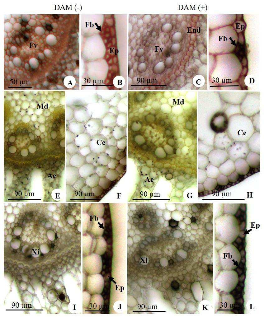 Figura 7. Secções transversais do rizoma adulto de Eleocharis elongata submetido à testes histoquímicos em ambiente DAM (-) e DAM (+). A-D. Reação com Sudan III. A-B.