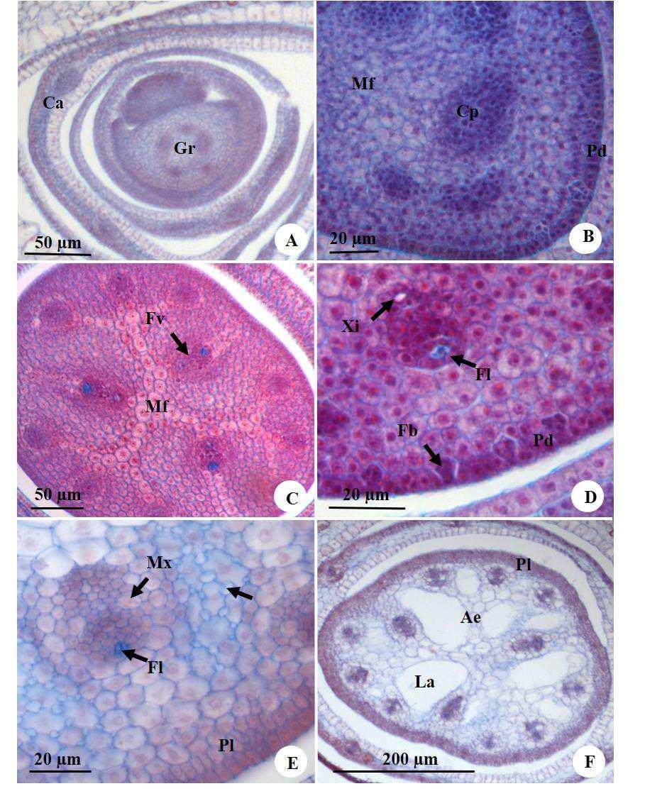 Figura 8. Secções transversais da gema reprodutiva de E. elongata em desenvolvimento. A. Vista geral mostrando meristema apical da gema envolvido por primórdios de catafilos. B.