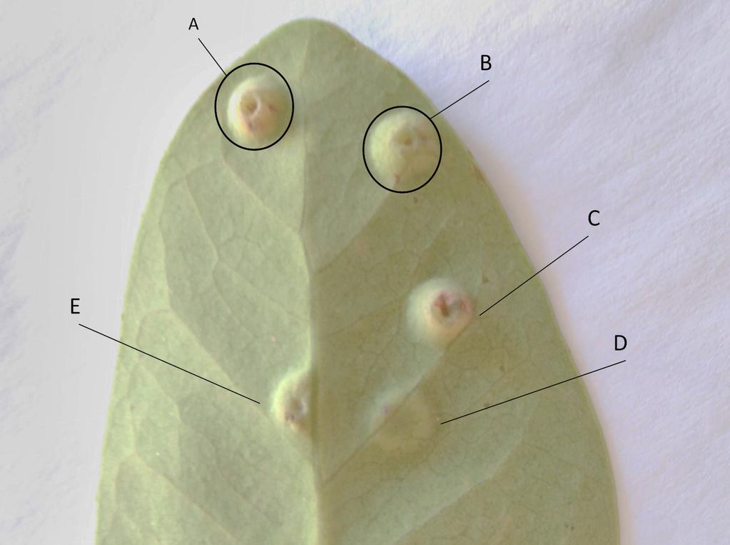 Material e métodos l Coleta de dados Desempenho das