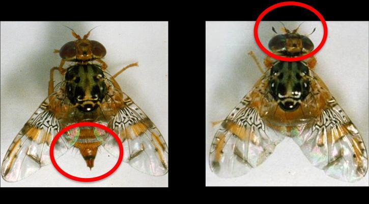 3. Bioecologia da mosca-do-mediterrâneo (Ceratitis capitata Wiedemann) O adulto de C.