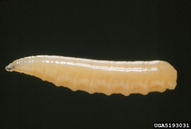 3. Bioecologia da mosca-do-mediterrâneo (Ceratitis capitata Wiedemann) A larva (Fig.