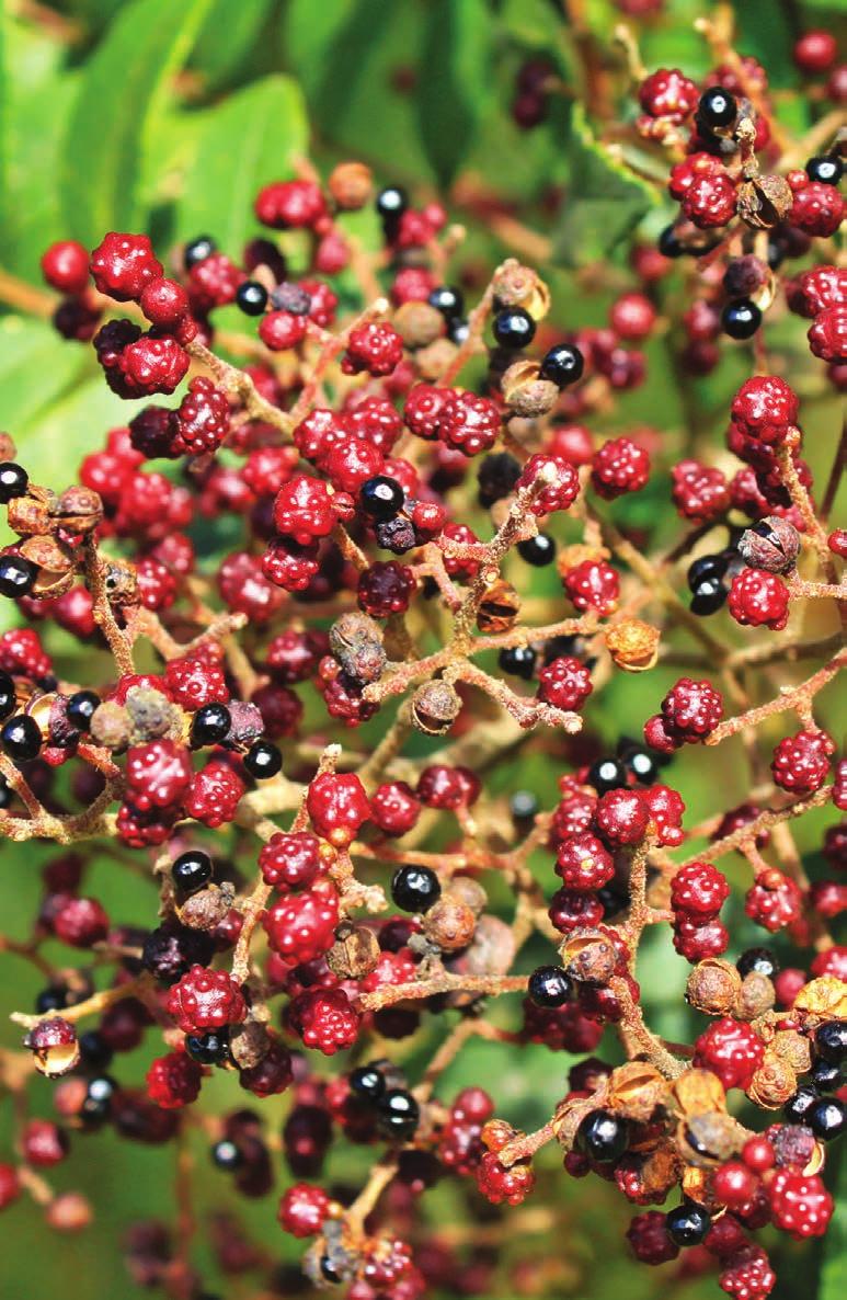 Lista de espécies para recomposição ambiental no bioma Pampa com frutos e sementes maduros em ABRIL Acanthosyris spinescens (sombra-de-touro) Acca sellowiana (goiaba-serrana) Aloysia gratissima