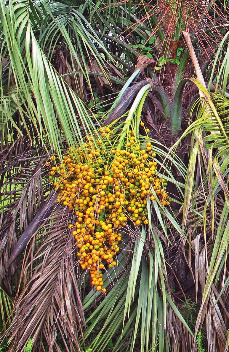 Lista de espécies para recomposição ambiental no bioma Pampa com frutos e sementes maduros em JULHO Aspidosperma australe (quebracho-branco) Bauhinia forficata (pata-de-vaca) Butia odorata (butiá)