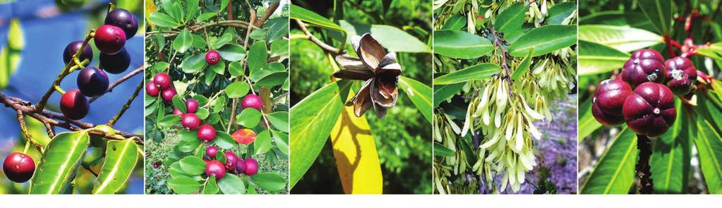 glandulosum branquilho Schinus lentiscifolia aroeira Schinus molle aroeira-salsa