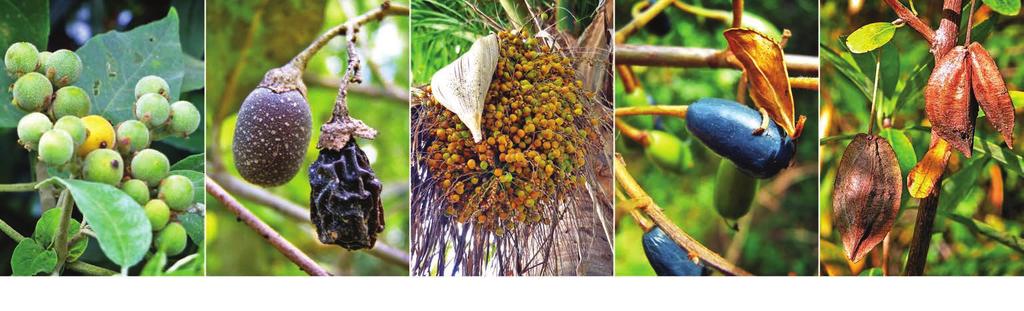 sarandi-amarelo Trema micrantha crindiúva Vachellia caven espinilho Vitex