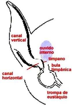 FIGURA 19: ANATOMIA DA ORELHA DE CÃES E GATOS FONTE: www.veterinariaonline.com.br A microanatomia do conuto auditivo de caninos e felinos foi estudada.