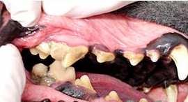 comportamentais, gengivas avermelhadas/intumescidas e/ou com sangramento, dentes soltos, acúmulo de placa, cálculo (tártaro) e manchas, ulcerações na mucosa gengival ou bucal (BERNSTEIN, 2005).