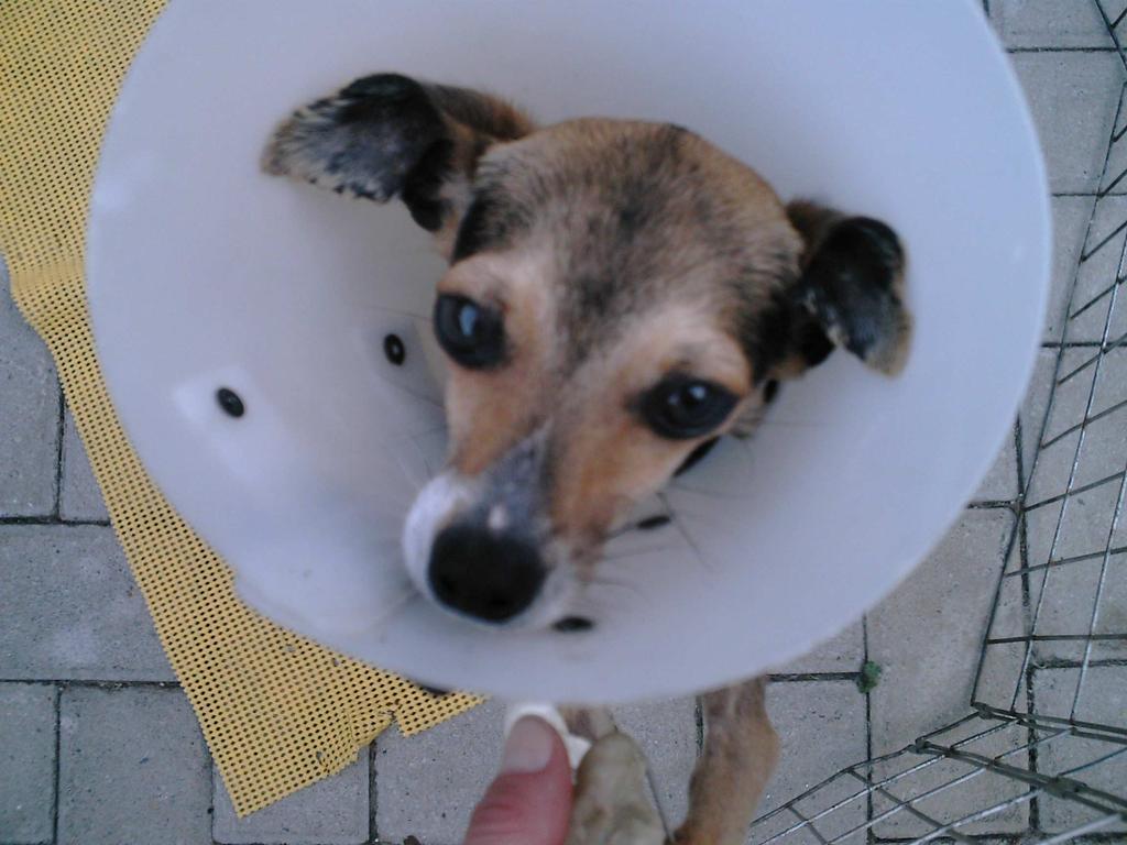 FIGURA 9: PÓS-OPERATÓRIO FONTE: Clínica Veterinária Pet Social, 2007.