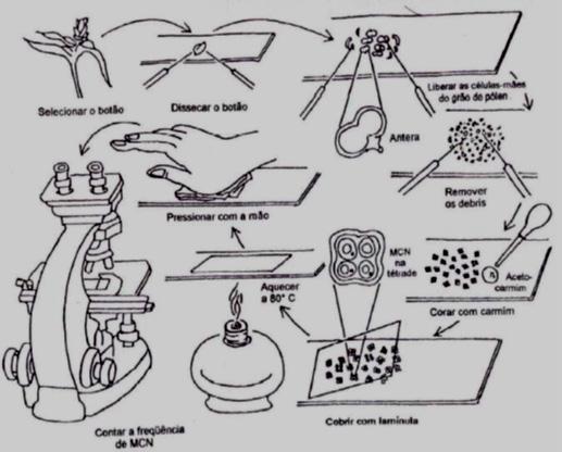 7409 - www.naturezaonline.com.br 012 Figura 4. Processo ilustrativo do Trad-MCN. Fonte: PERES et al., 2010.