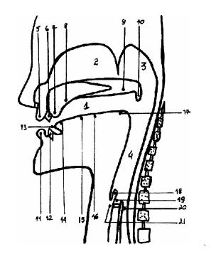 Qual o articulador passivo? Lábio superior Palato duro Dentes superiores Alvéolos Palato molevéu palatino.