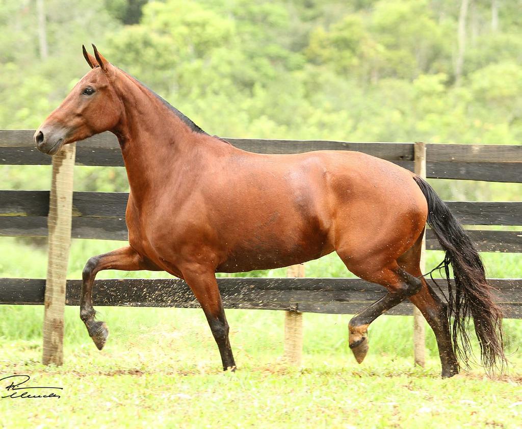 02 ESPERANÇA HARAS