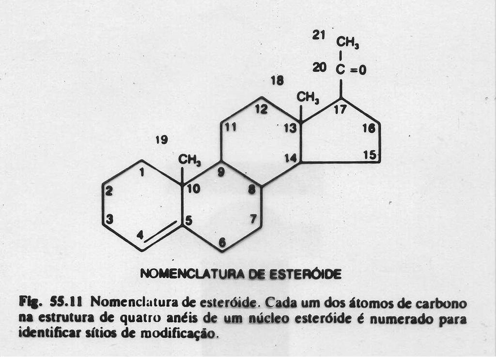 BIOSSÍNTESE DOS HORMÔNIOS ESTERÓIDES Depende de: Aporte de precursor à célula secretora